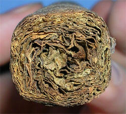 Montesino Maduro - 4